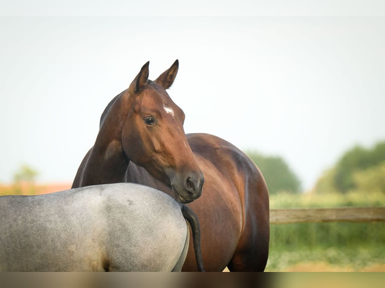 PRE Stallion Foal (05/2025) Brown in Alveringem