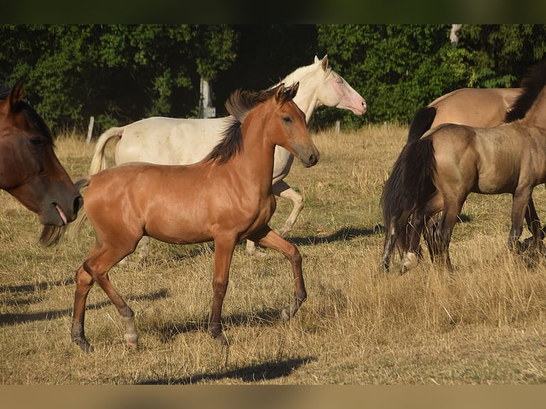 PRE Stallion Foal (01/2026) Buckskin in Dochamps