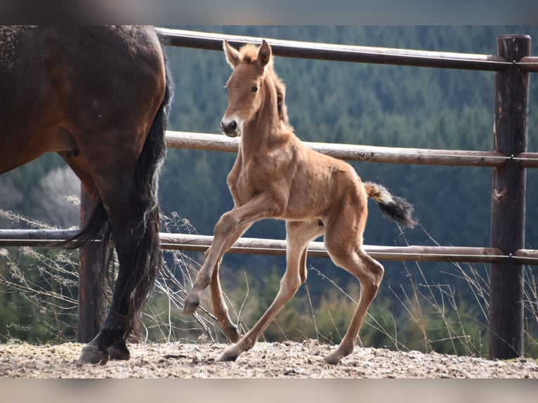 PRE Stallion Foal (03/2023) Buckskin in Dochamps