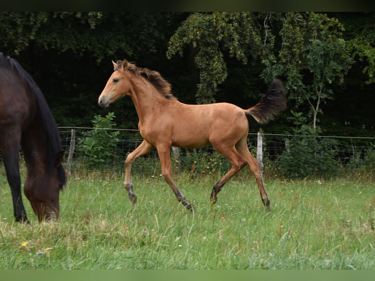 PRE Stallion Foal (03/2023) Buckskin in Dochamps