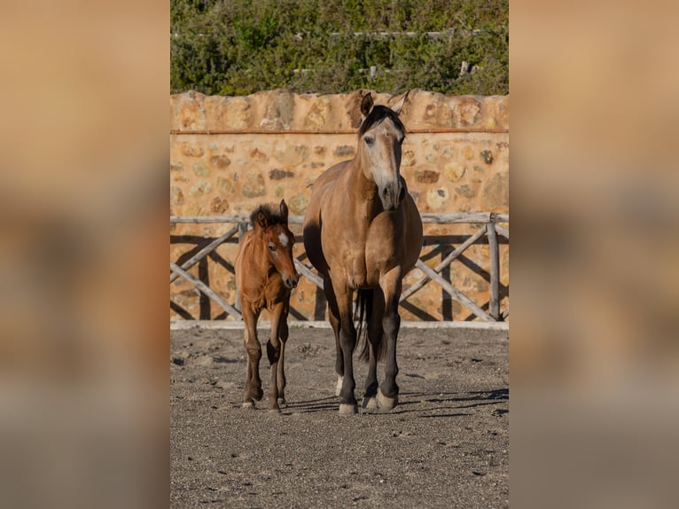 PRE Stallion Foal (03/2026) Buckskin in Santa Caterina
