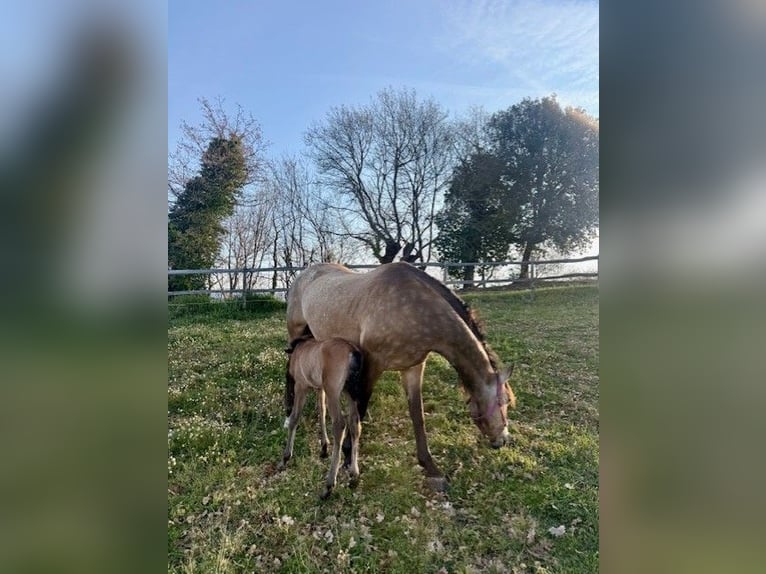 PRE Stallion Foal (03/2026) Buckskin in Santa Caterina