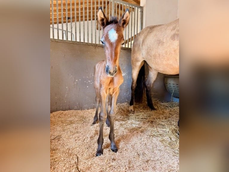 PRE Stallion Foal (03/2026) Buckskin in Santa Caterina