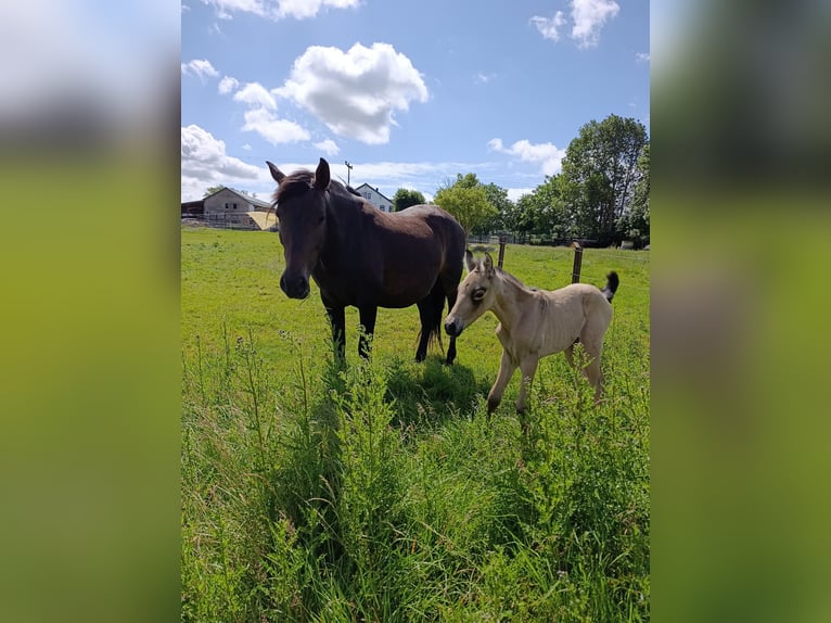 PRE Stallion Foal (06/2025) Buckskin in Gro&#xDF; Schenkenberg