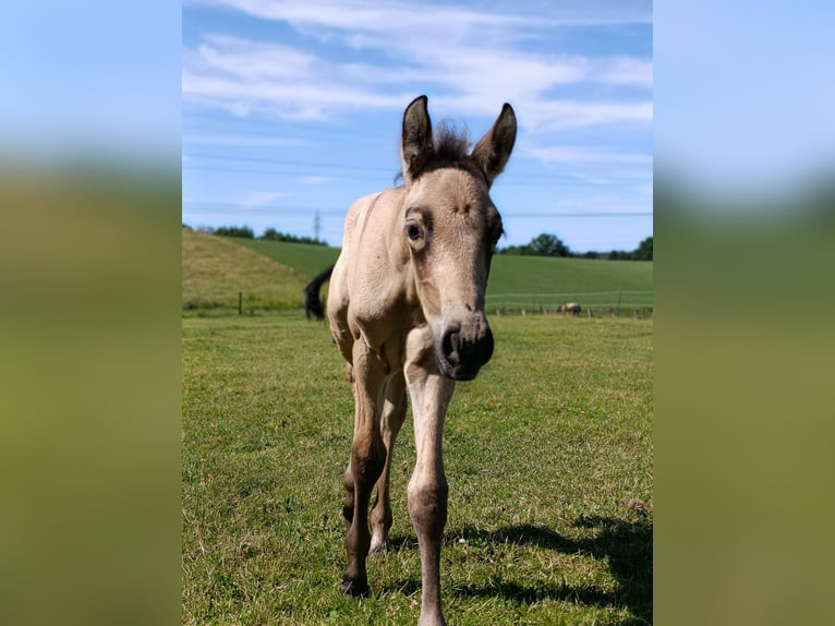 PRE Stallion Foal (06/2025) Buckskin in Gro&#xDF; Schenkenberg