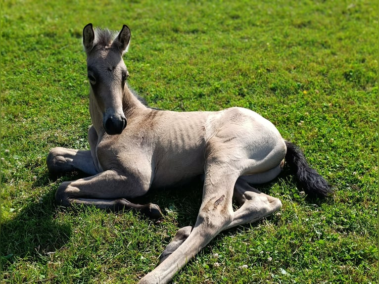 PRE Stallion Foal (06/2025) Buckskin in Gro&#xDF; Schenkenberg