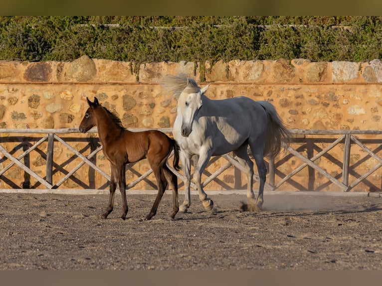 PRE Stallion Foal (04/2026) Can be white in Cana