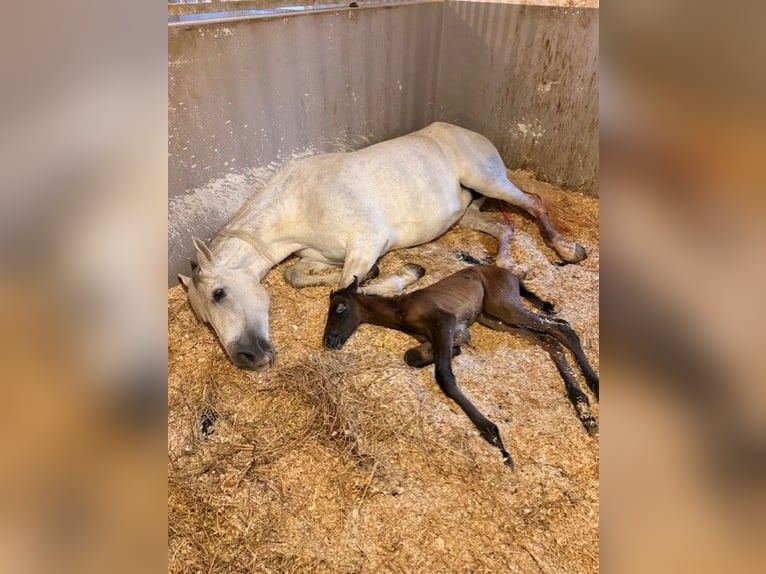 PRE Stallion Foal (04/2026) Can be white in Cana