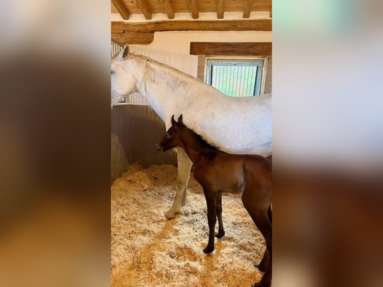 PRE Stallion Foal (04/2026) Can be white in Cana