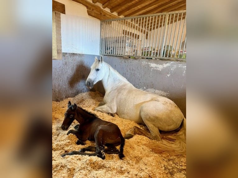 PRE Stallion Foal (04/2026) Can be white in Cana