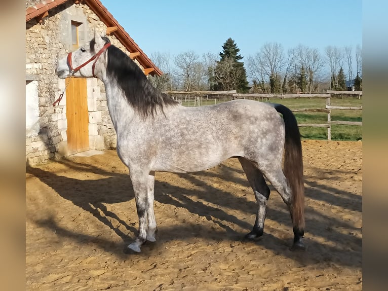 PRE Stallion  Chestnut-Red in Souvigné