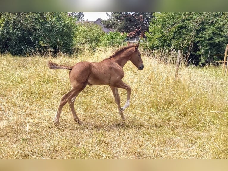 PRE Stallion  Chestnut-Red in Seesen