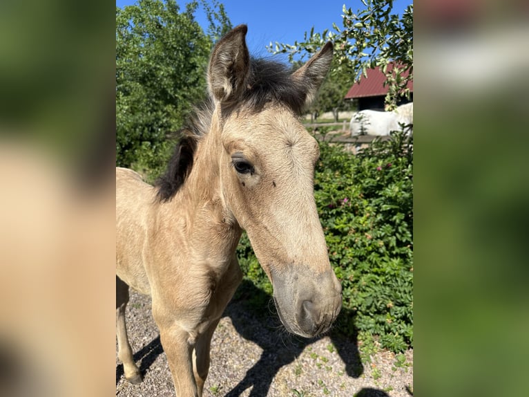 PRE Stallion Foal (05/2026) Dun in Urmatt