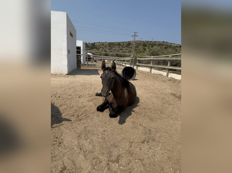 PRE Mix Stallion Foal (03/2025) Grey-Dark-Tan in Teulada
