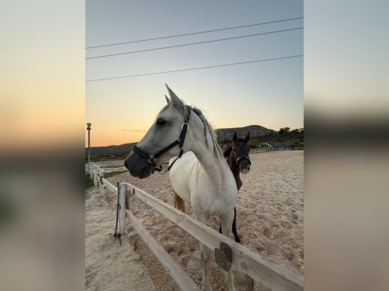 PRE Mix Stallion Foal (03/2025) Grey-Dark-Tan in Teulada
