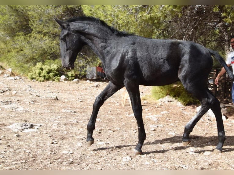 PRE Stallion Foal (02/2025) Grey in Provinz Granada