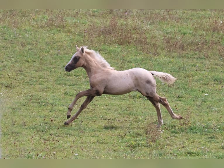PRE Stallion Foal (08/2026) Grey in Gottfrieding