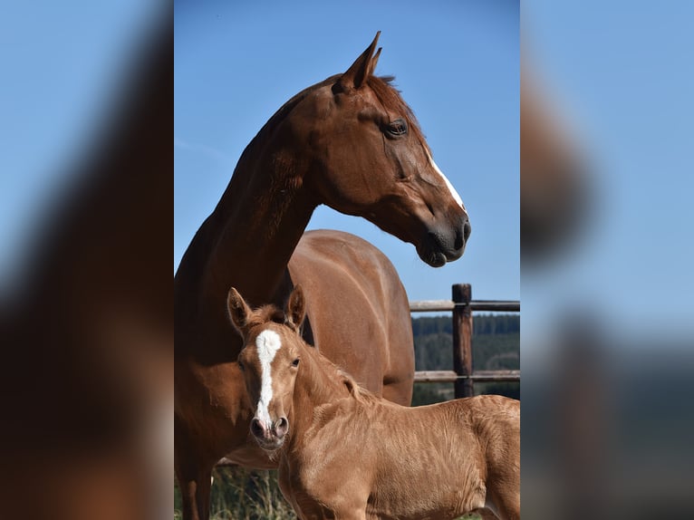 PRE Stallion  Palomino in Manhay