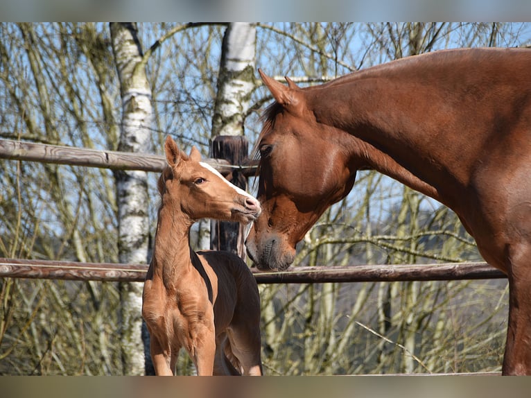 PRE Stallion  Palomino in Manhay