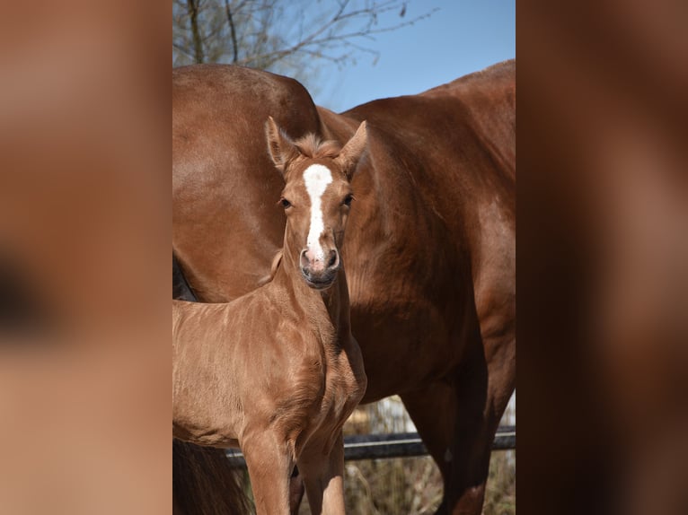 PRE Stallion  Palomino in Manhay