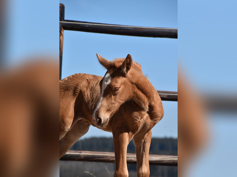 PRE Stallion  Palomino in Manhay