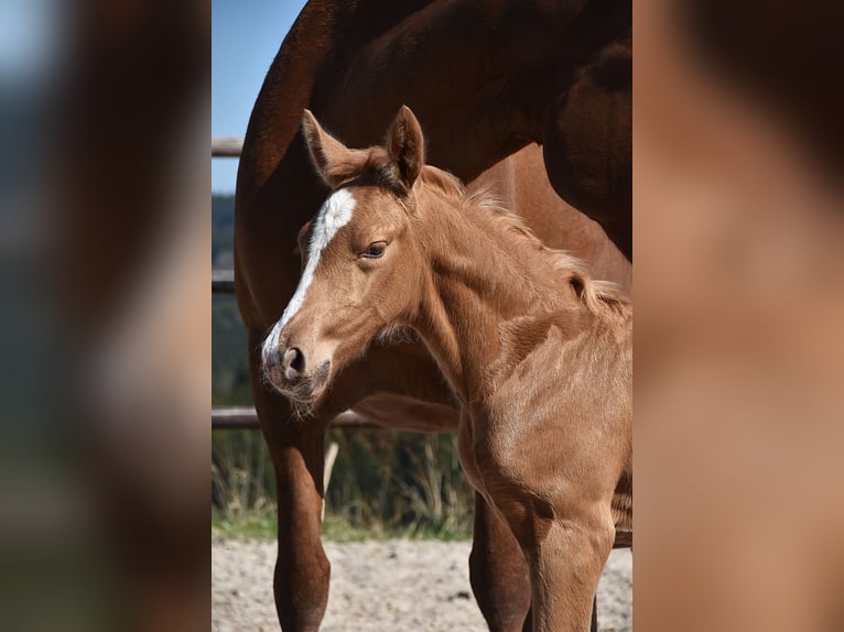 PRE Stallion  Palomino in Manhay