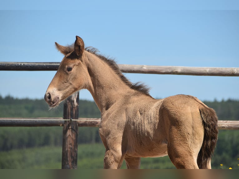 PRE Stallion  Pearl in Manhay