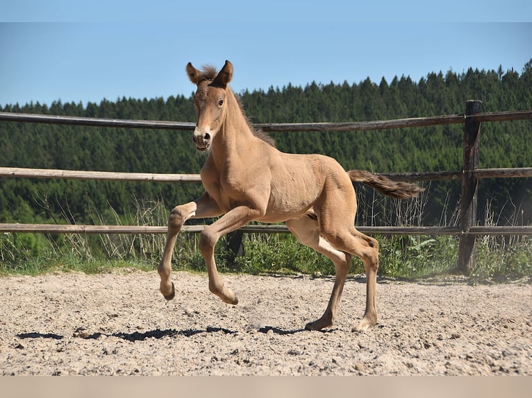 PRE Stallion  Pearl in Manhay