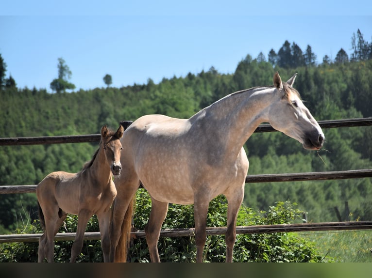 PRE Stallion  Pearl in Manhay