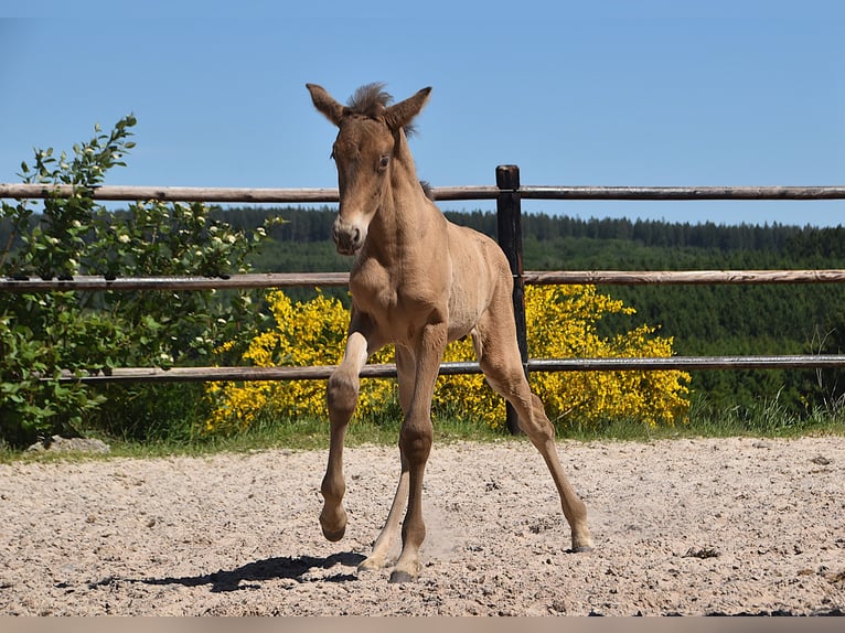 PRE Stallion  Pearl in Manhay