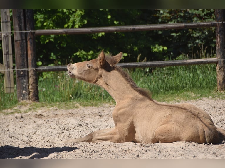 PRE Stallion  Pearl in Manhay