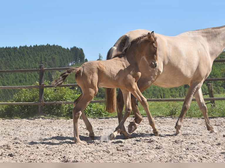 PRE Stallion  Pearl in Manhay