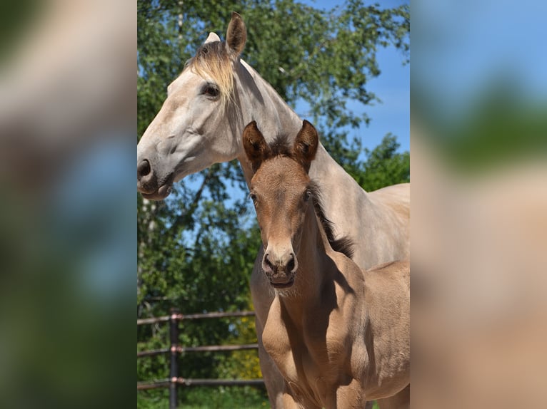 PRE Stallion  Pearl in Manhay