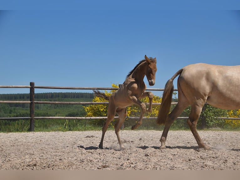 PRE Stallion  Pearl in Manhay