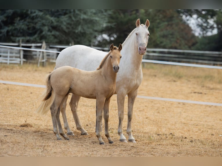 PRE Stallion Foal (04/2026) Pearl in Le Coudray-sur-Thelle