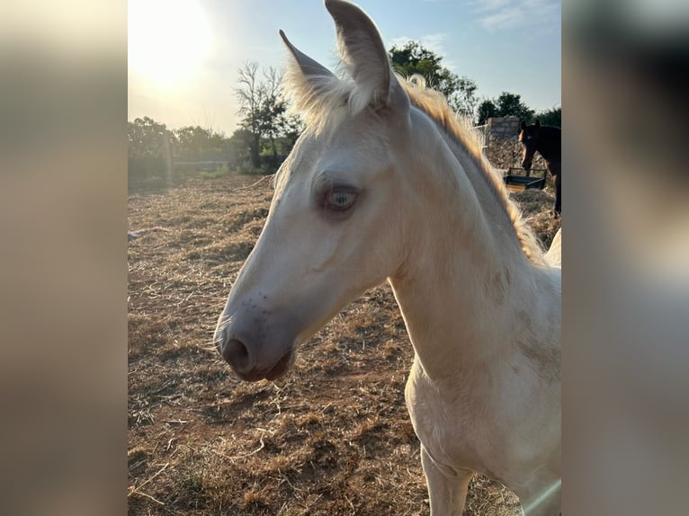PRE Stallion Foal (04/2025) Pearl in Palma De Mallorca
