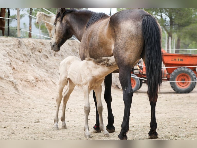 PRE Stallion Foal (04/2024) Perlino in Alcoi/Alcoy