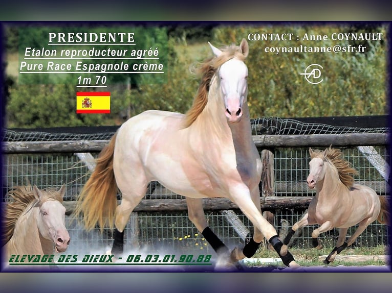PRE Stallion Foal (04/2025) Perlino in SAINT HIPPOLYTE