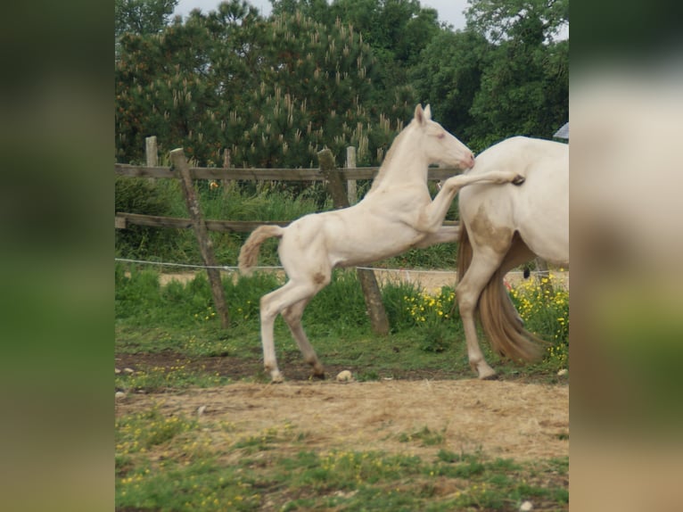 PRE Stallion Foal (04/2025) Perlino in SAINT HIPPOLYTE