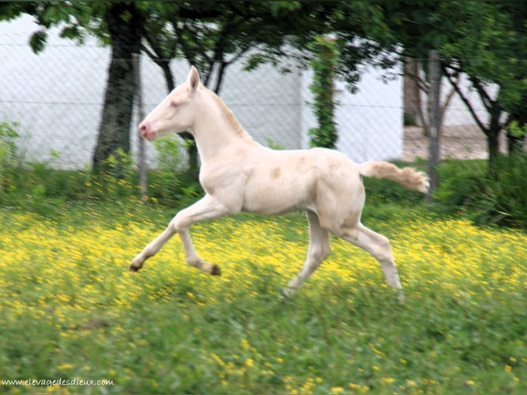 PRE Stallion  Perlino in saint hippolyte