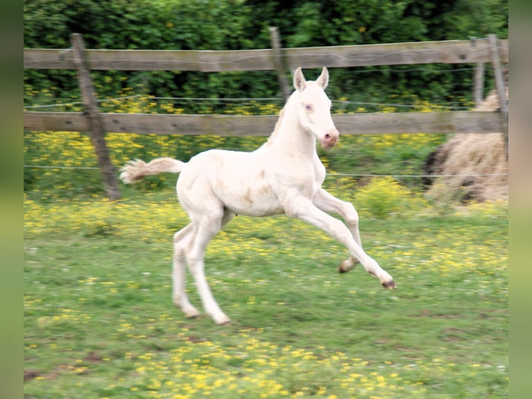 PRE Stallion  Perlino in saint hippolyte