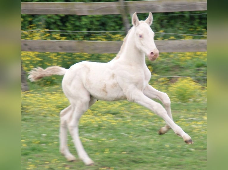 PRE Stallion  Perlino in saint hippolyte