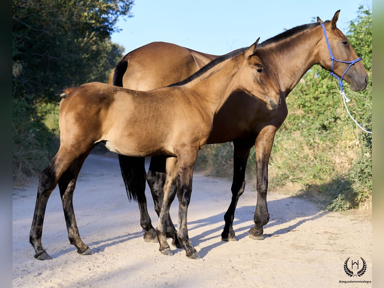 PRE Stallion Foal (05/2024) Red Dun in Navalperal De Pinares