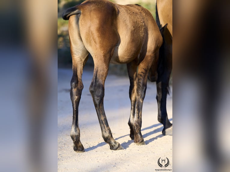 PRE Stallion Foal (05/2024) Red Dun in Navalperal De Pinares