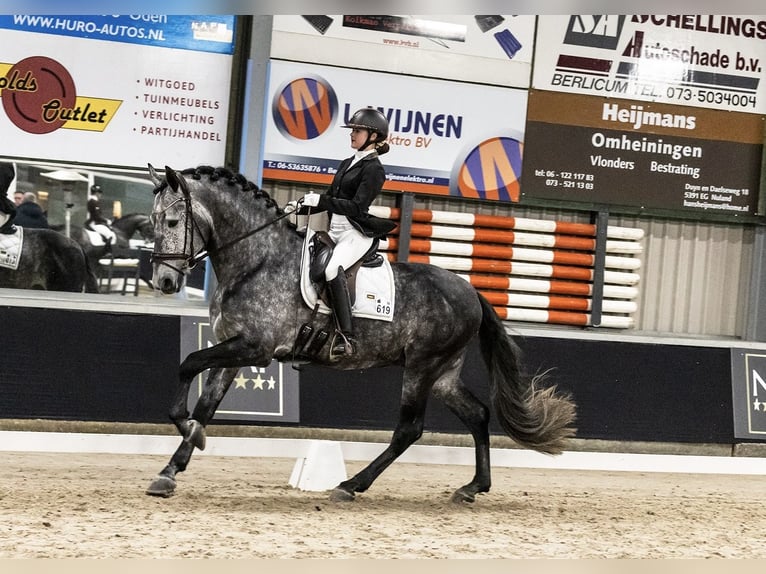 PRE Stallion Gray-Blue-Tan in Heemskerk