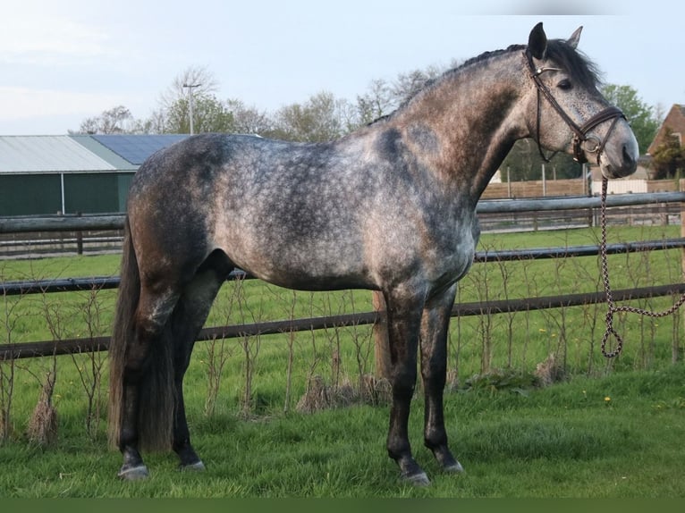 PRE Stallion Gray-Blue-Tan in Heemskerk