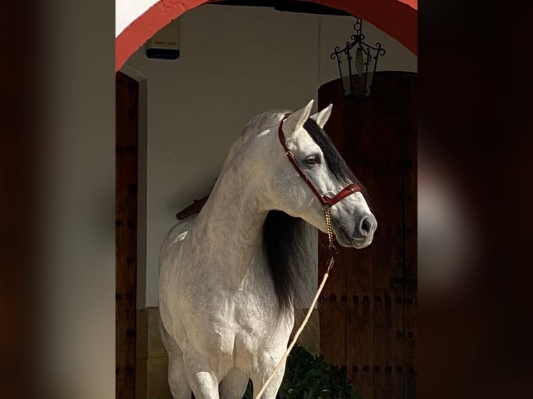 PRE Stallion Gray-Dapple in Santafe
