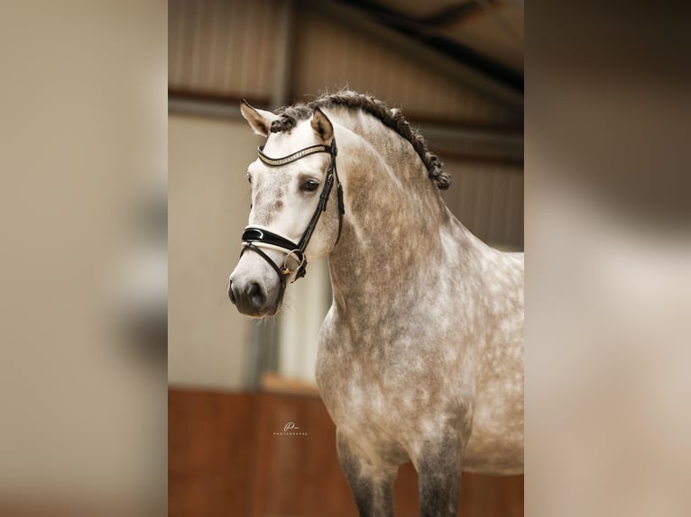 PRE Stallion Gray-Dapple in Bad Zwischenahn