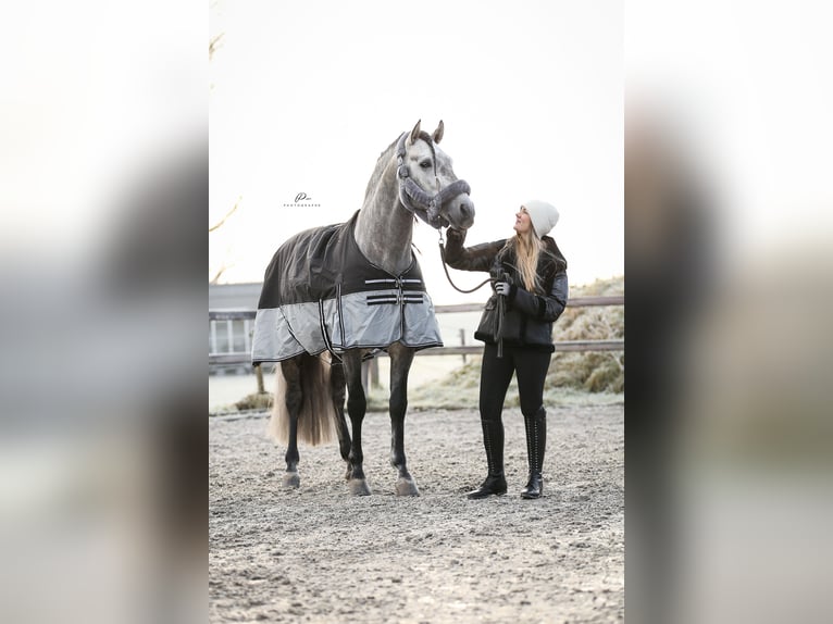 PRE Stallion Gray-Dapple in Bad Zwischenahn