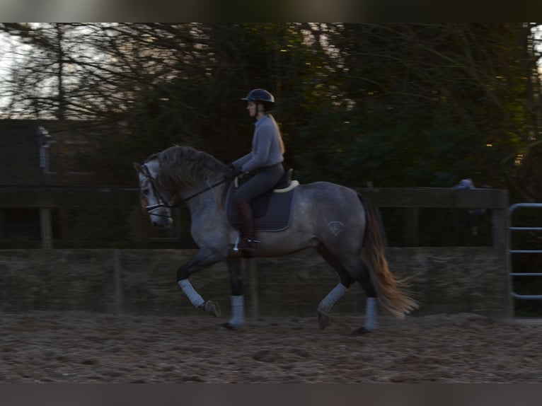 PRE Stallion Gray-Dapple in Bad Zwischenahn